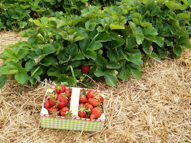 Grabmann's Erdbeeren